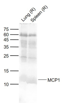 MCP1 Rabbit Polyclonal Antibody