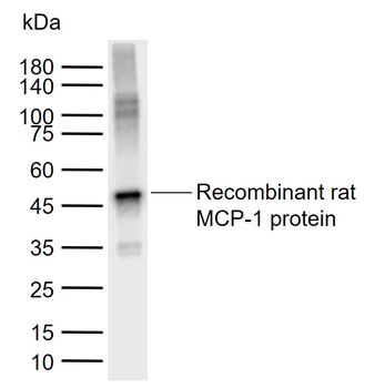 MCP1 Rabbit Polyclonal Antibody