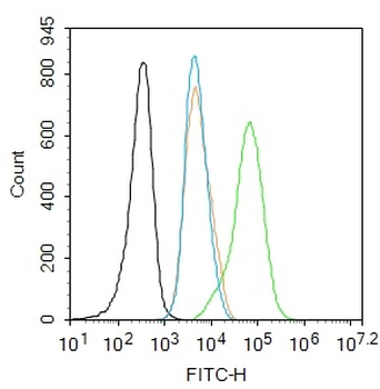 Phospho-c-Jun (Thr91+Thr93) Rabbit Polyclonal Antibody
