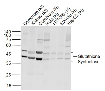 Glutathione Synthetase Rabbit Polyclonal Antibody