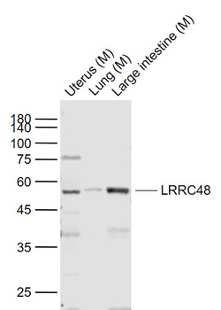 LRRC48 Rabbit Polyclonal Antibody