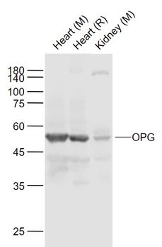 OPG Rabbit Polyclonal Antibody