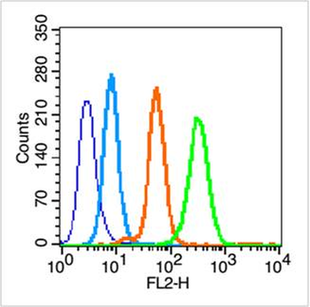 HSP90 beta Rabbit Polyclonal Antibody