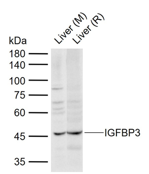 IGFBP3 Rabbit Polyclonal Antibody