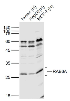 RAB6A Rabbit Polyclonal Antibody