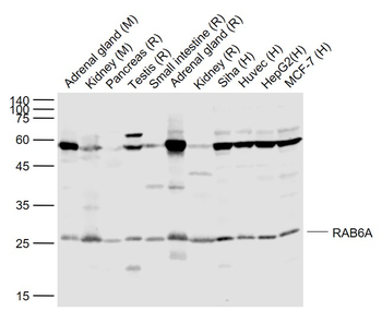 RAB6A Rabbit Polyclonal Antibody