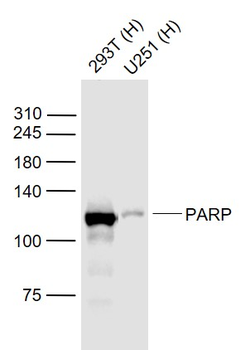 PARP1 Rabbit Polyclonal Antibody