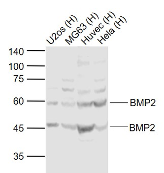 BMP2 Rabbit Polyclonal Antibody