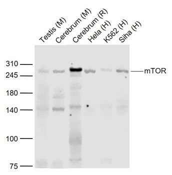 MTOR Recombinant Rabbit Monoclonal Antibody