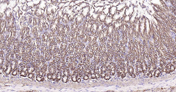 Sodium Potassium ATPase Mouse Monoclonal Antibody