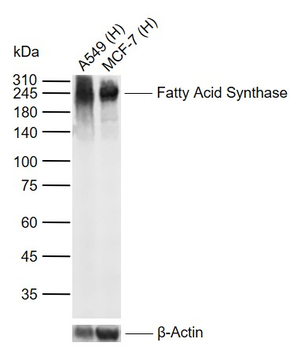 Fatty Acid Synthase Recombinant Rabbit Monoclonal Antibody