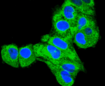Calnexin Recombinant Rabbit Monoclonal Antibody