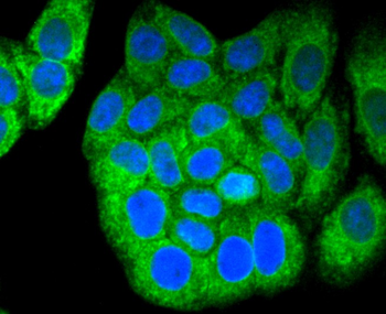 Calnexin Recombinant Rabbit Monoclonal Antibody