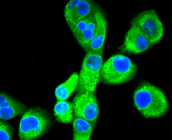 Calnexin Recombinant Rabbit Monoclonal Antibody
