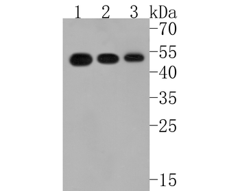 Tissue factor Recombinant Rabbit Monoclonal Antibody