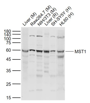 MST1 Rabbit Polyclonal Antibody