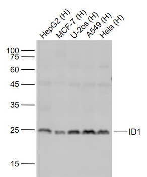 ID1 Recombinant Rabbit Monoclonal Antibody