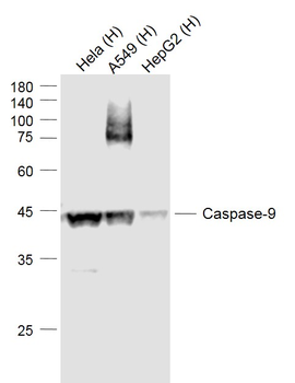 Caspase-9 Recombinant Rabbit Monoclonal Antibody