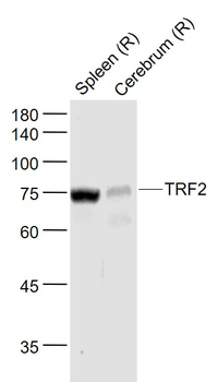 TRF2 Rabbit Polyclonal Antibody