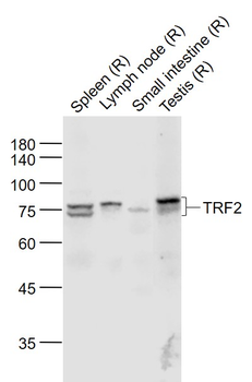 TRF2 Rabbit Polyclonal Antibody