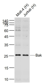 Bak Rabbit Polyclonal Antibody
