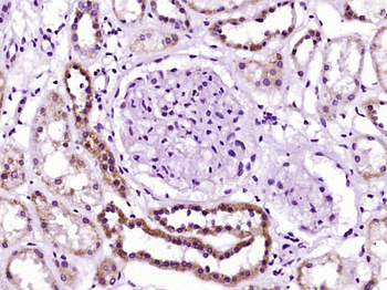Arg-vasopressin Rabbit Polyclonal Antibody