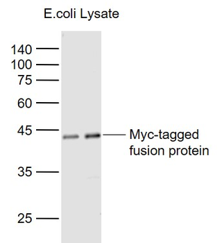 Myc tag Rabbit Polyclonal Antibody