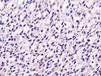 Cux2 Rabbit Polyclonal Antibody