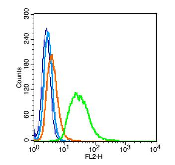 BRN4 Rabbit Polyclonal Antibody