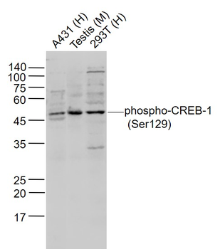 Phospho-CREB-1 (Ser129) Rabbit Polyclonal Antibody