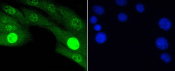 Phospho-JNK1/2/3 (T183+T183+T221) Recombinant Rabbit Monoclonal Antibody