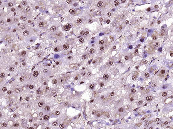 GAPDH Recombinant Rabbit Monoclonal Antibody (Loading Control)