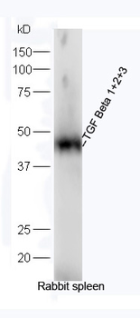 TGF Beta 1+2+3 Rabbit Polyclonal Antibody