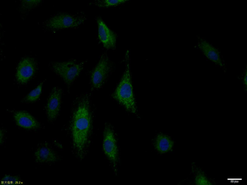 TLR9 Rabbit Polyclonal Antibody