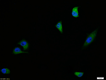 CD44v7 Rabbit Polyclonal Antibody