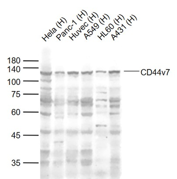 CD44v7 Rabbit Polyclonal Antibody