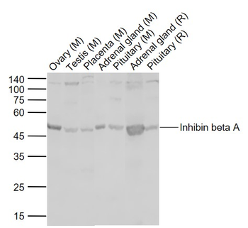Inhibin beta A Rabbit Polyclonal Antibody