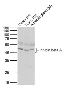 Inhibin beta A Rabbit Polyclonal Antibody