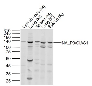 NALP3/CIAS1 Rabbit Polyclonal Antibody