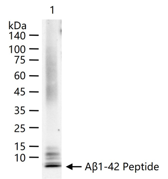 Beta-Amyloid (1-42) Mouse Monoclonal Antibody