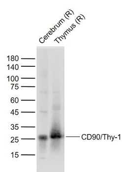 CD90/Thy-1 Rabbit Polyclonal Antibody