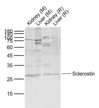 Sclerostin Rabbit Polyclonal Antibody