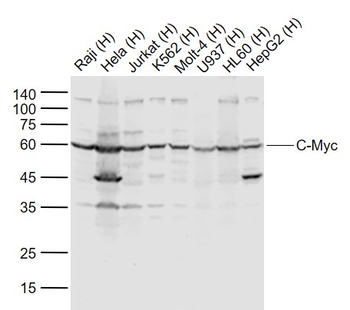 C-Myc Rabbit Polyclonal Antibody