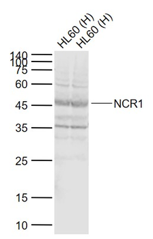 NCR1 Rabbit Polyclonal Antibody