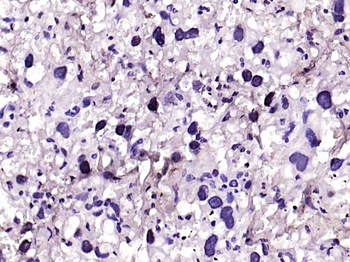 MYCL Rabbit Polyclonal Antibody