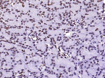 Lamin A/C Mouse Monoclonal Antibody
