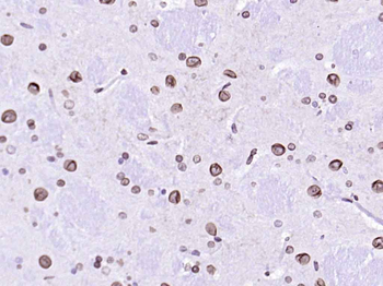 Lamin A/C Mouse Monoclonal Antibody