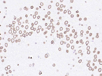 Lamin A/C Mouse Monoclonal Antibody