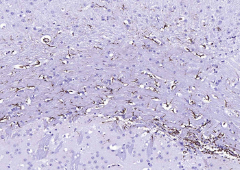 Streptavidin, HRP conjugated