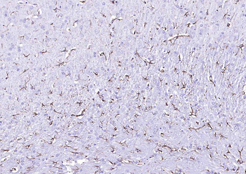 Streptavidin, HRP conjugated